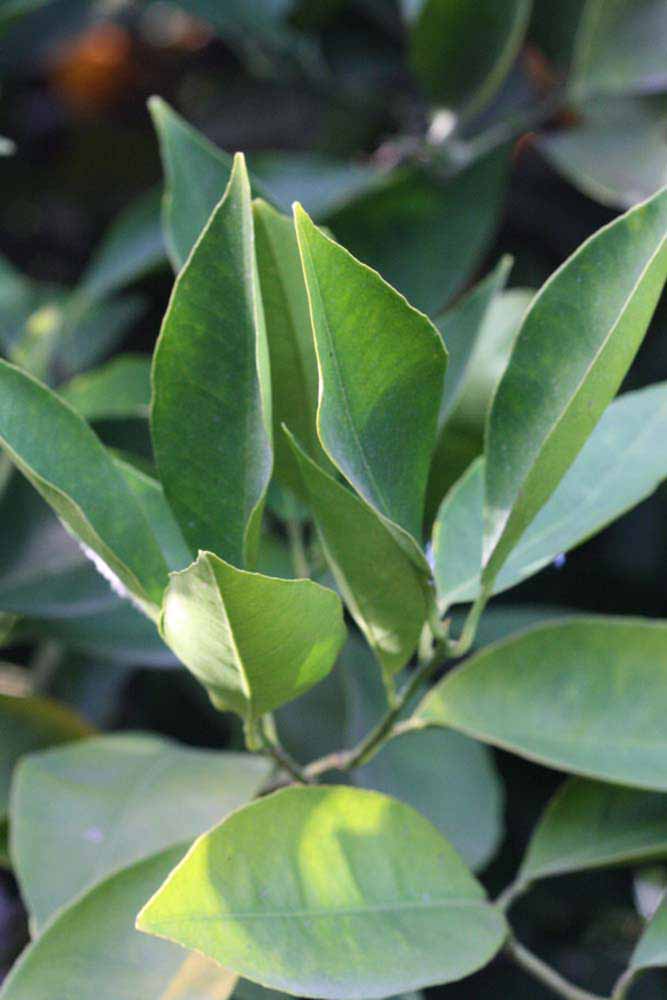            Sun leaves (Riverside, CA)   